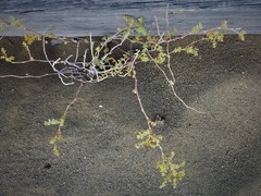 Euphorbia amplexicaulis
