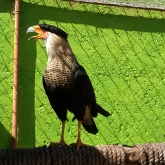 Caracara