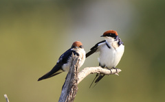 Hirundo smithii smithii