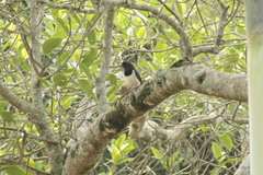 Cyanocorax cristatellus