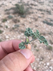 Acleisanthes diffusa