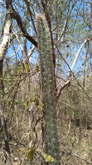Pilosocereus gaumeri