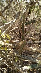 Pilosocereus gaumeri