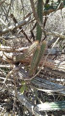 Pilosocereus gaumeri