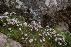 Crassula setulosa setulosa