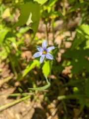 Sisyrinchium mucronatum