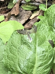 Pegomya bicolor