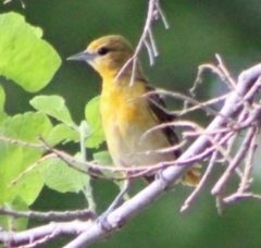 Icterus galbula