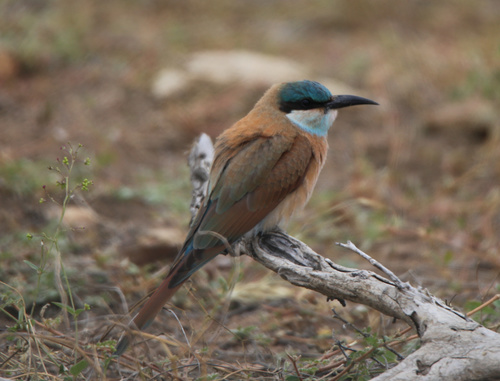 Southern Carmine Bee-eater