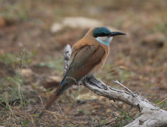 Southern Carmine Bee-Eater photo 3