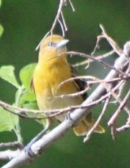 Icterus galbula