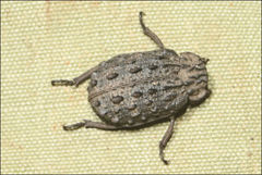 Omorgus australasiae