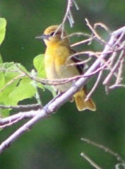 Icterus galbula