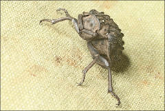 Omorgus australasiae