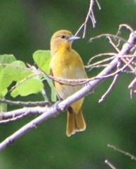 Icterus galbula