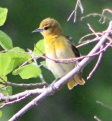 Icterus galbula