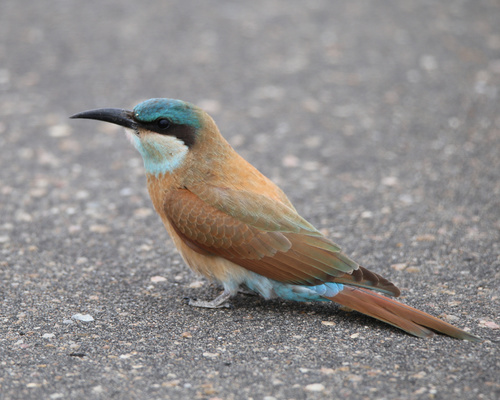 Southern Carmine Bee-eater