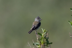 Empidonax traillii extimus