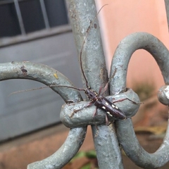 Ambonus interrogationis