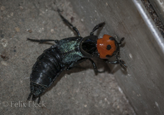 Creophilus erythrocephalus