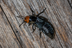 Creophilus erythrocephalus