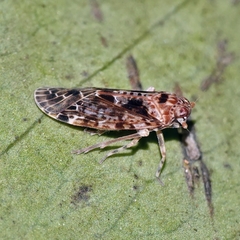 Plectoderini