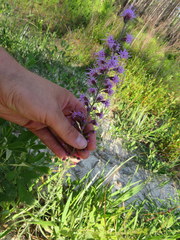 Liatris gracilis