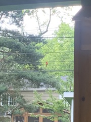 Cardinalis cardinalis