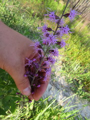 Liatris gracilis