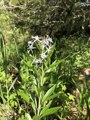 Amsonia illustris