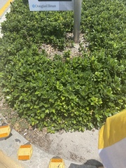 Ficus microcarpa