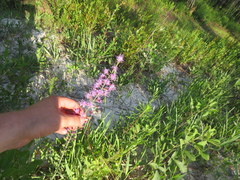 Liatris gracilis
