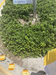 Ficus microcarpa