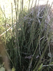 Equisetum bogotense