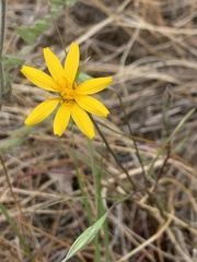 Microseris nutans