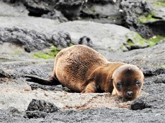 Arctocephalus galapagoensis