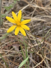 Microseris nutans