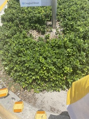 Ficus microcarpa