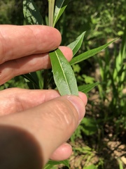Amsonia illustris