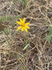 Microseris nutans