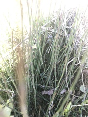 Equisetum bogotense