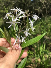 Amsonia illustris