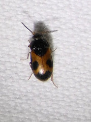 Mycetophagus punctatus
