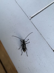 Sarosesthes fulminans