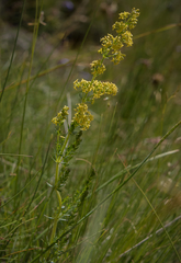 Galium capense