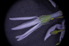 Amsonia illustris