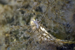 Eubranchus rupium
