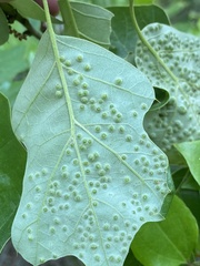 Callirhytis bipapillata