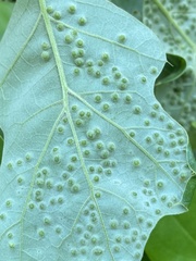 Callirhytis bipapillata