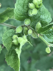 Celticecis celtiphyllia